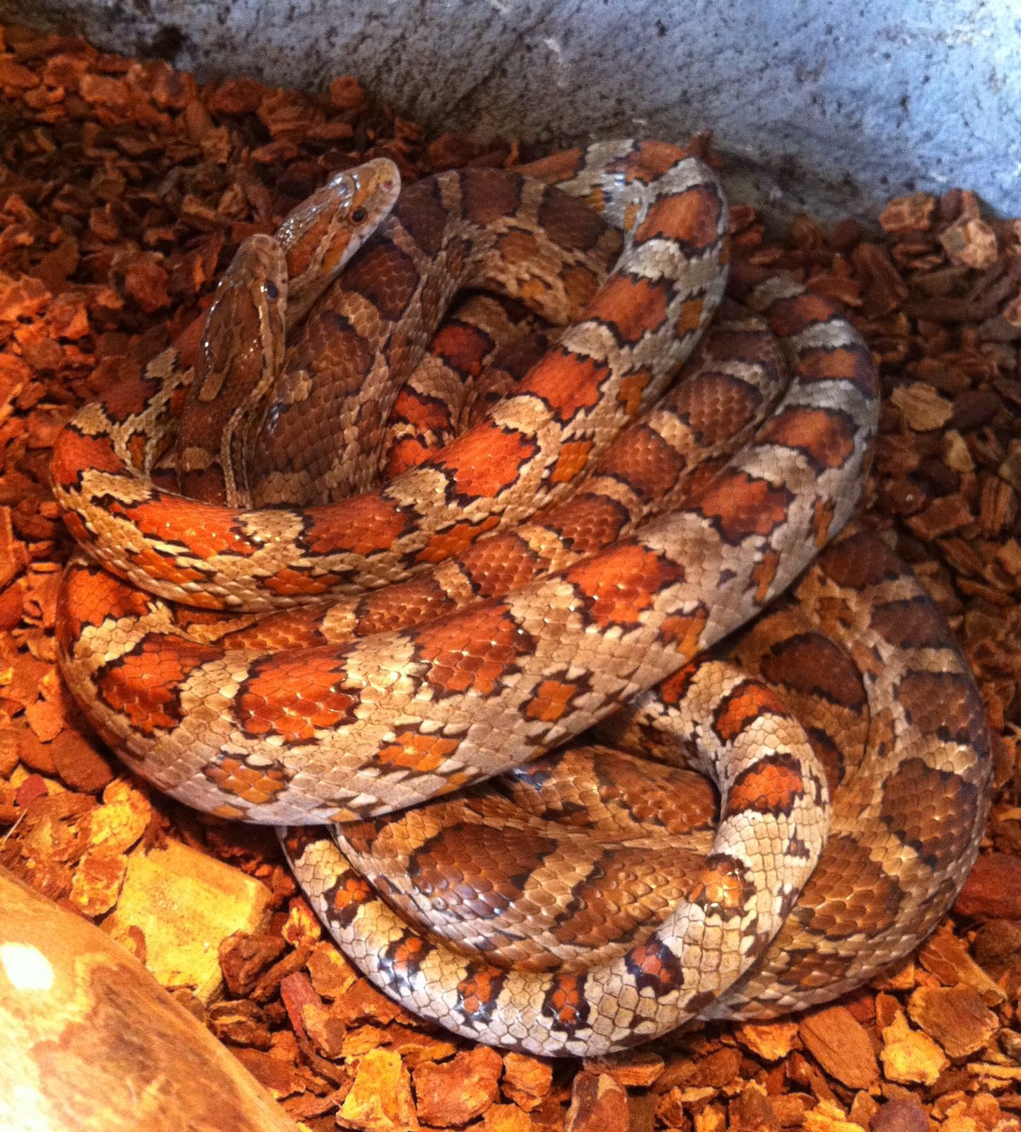 Bonnie und Clyde, die Kornnattern